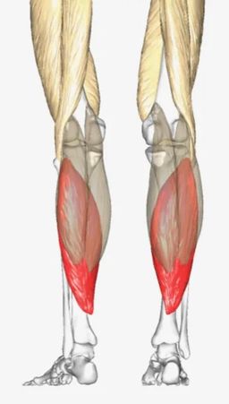 osteopatia 2