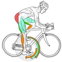 stretching per ciclisti