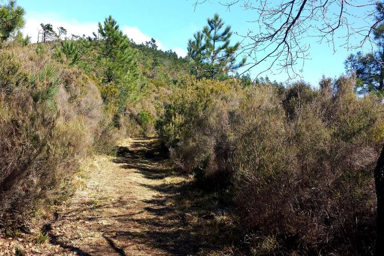 Trail