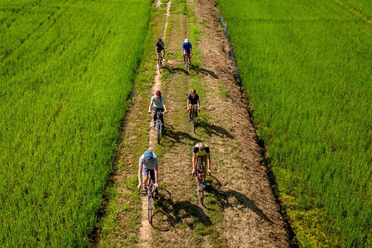 Gruppo di ciclisti in fila indiana su una strada sterrata tra le risaie verdi del Vercellese, visto dall alto